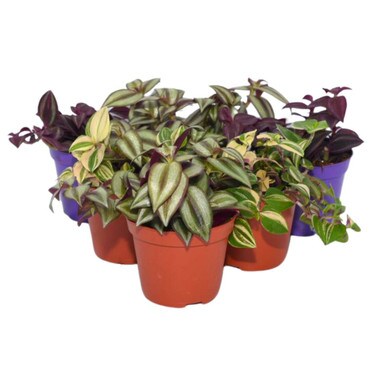 Collection of 6 Inch Plants